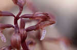 Spring coralroot